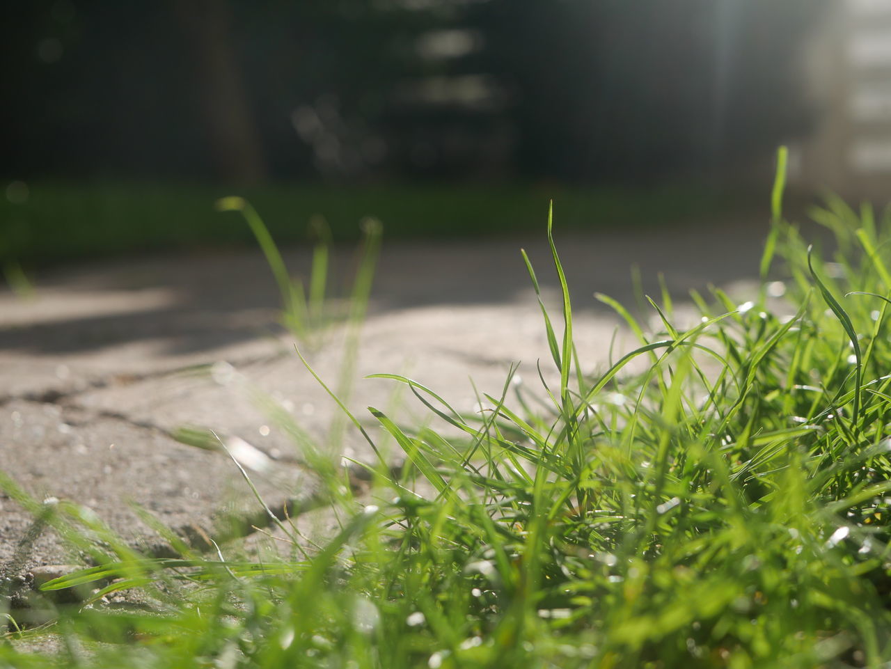 CLOSE-UP OF GRASS WITH DEW ON FIELD