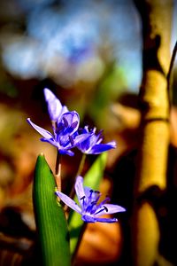 flowering plant