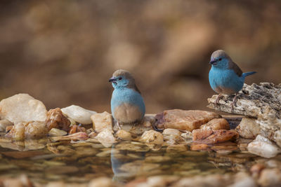 Close-up of birds perching on rock