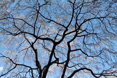 Low angle view of bare tree against blue sky