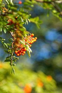 Close-up of red leaves