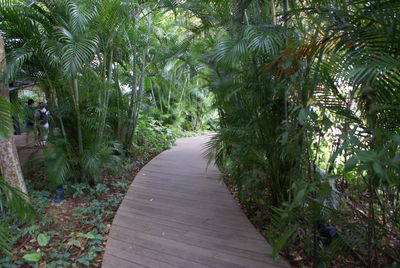 Pathway along trees in park