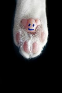 Close-up of stuffed toy over black background