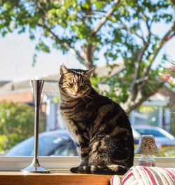 Cat sitting on table