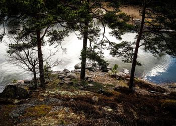 Reflection of trees in water