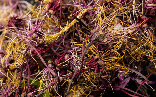 Close-up of wilted flower