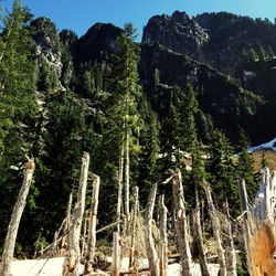 Trees growing on mountain