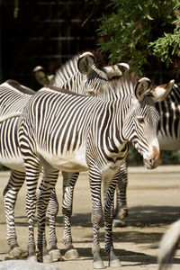 Zebras standing in zoo