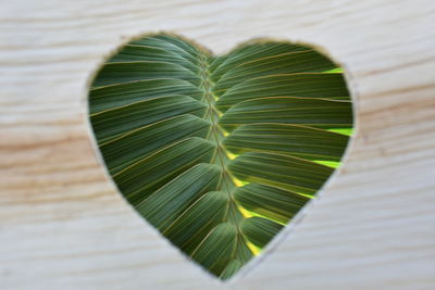 Close-up of green leaves on table