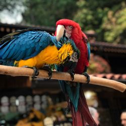 Close-up of parrot