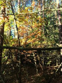 Low angle view of trees in forest