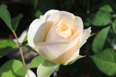 Close-up of white rose