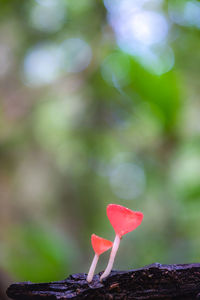 Close-up of pink flower against blurred background