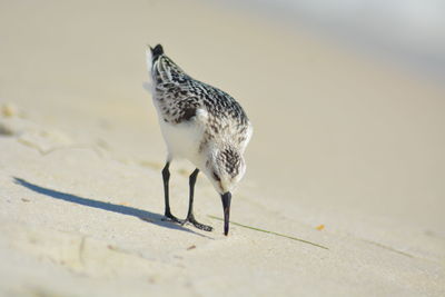 Close-up of bird perching on sand