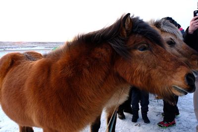 Horses standing in the ground