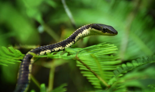 Close-up of lizard on leaf