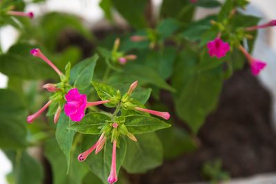Close-up of pink flowering plant