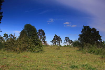 Trees on field against blue sky