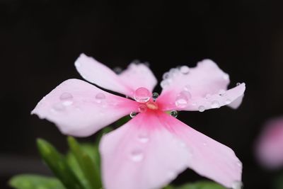 Close-up of wet pink flower blooming against black background