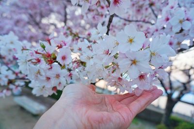 Close-up of hand with pink flowers against sky