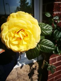 Close-up of yellow rose