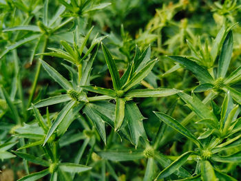 Full frame shot of fresh green plants