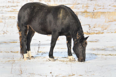View of a horse on field during winter