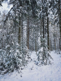 Snow covered trees in forest