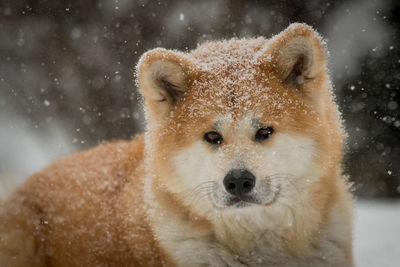 Close-up portrait of akita dog in snow