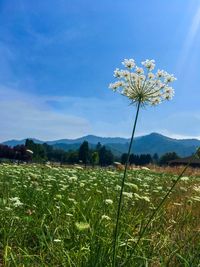 Scenic view of field against blue sky