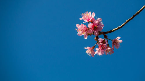 Low angle view of pink cherry blossom against blue sky