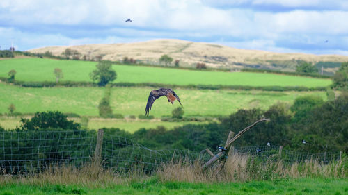 View of horse on field