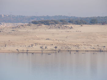 Birds in lake against sky