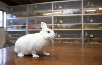 White rabbit on table