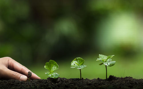 Close-up of hand on soil