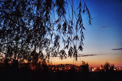 View of trees at night