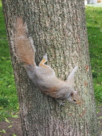 Close-up of squirrel on tree trunk