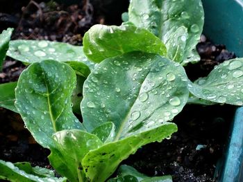 Close-up of wet plant leaves during rainy season