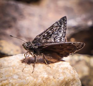 Close-up of butterfly