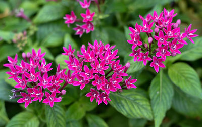 Close-up of pink flowering plants