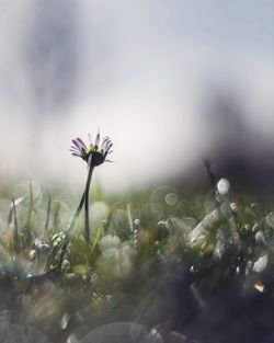 Close-up of purple flowering plant on field