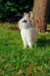 View of an animal on grass