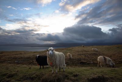 Sheep grazing in a field