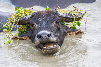 Portrait of elephant in water