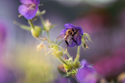 Bee pollinating on purple flower