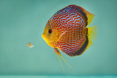 Close-up of fish swimming in aquarium