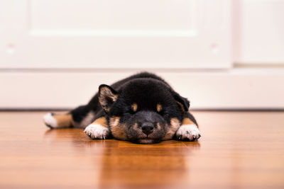 Black and tan shiba inu puppies sleeping on the wooden floor