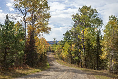 Road amidst trees against sky