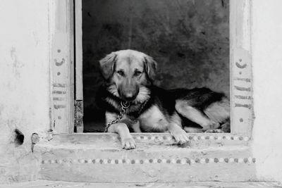 Portrait of dog sitting on doorway