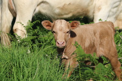 Close-up of a calf in the field